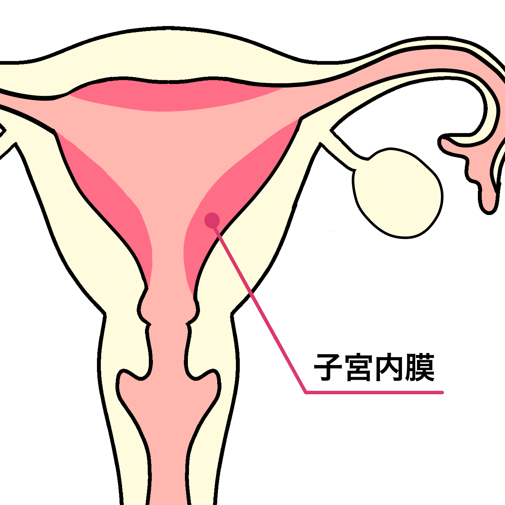 子宮 内 膜 を 厚く する